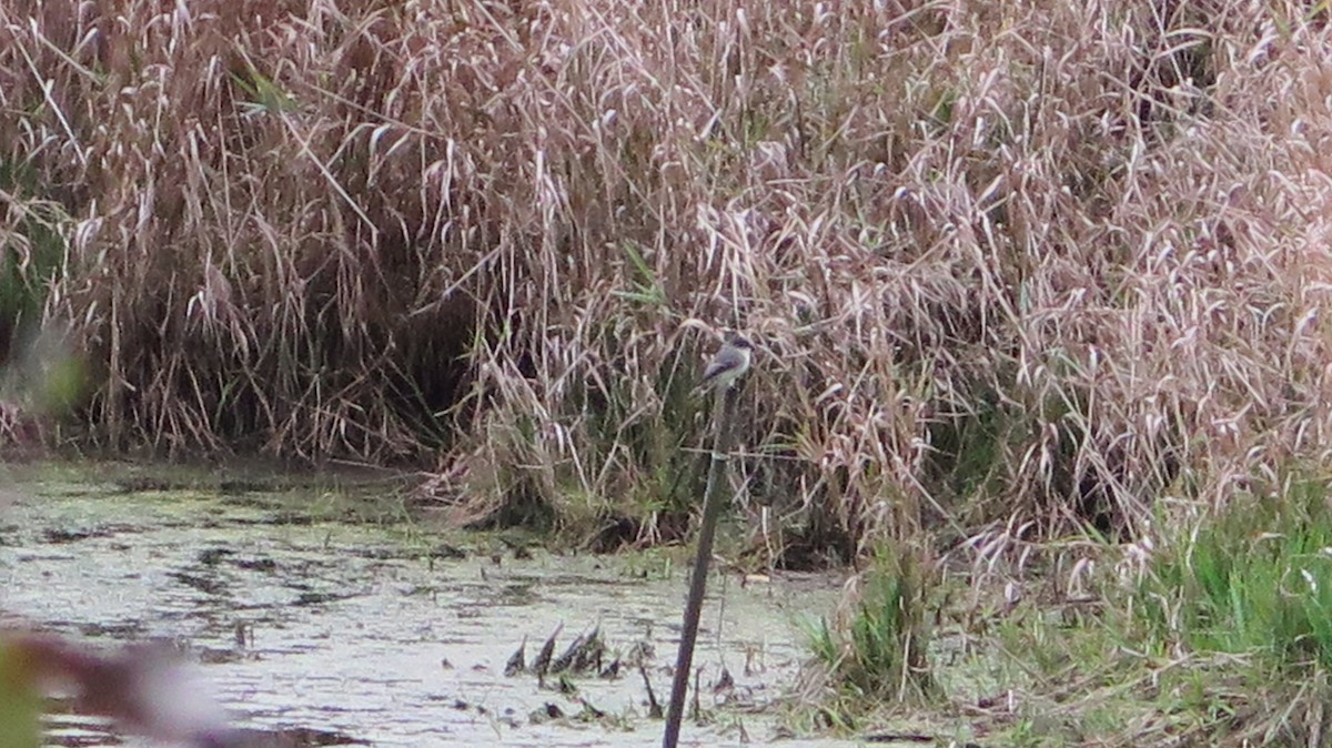 Eastern Phoebe - ML643621931
