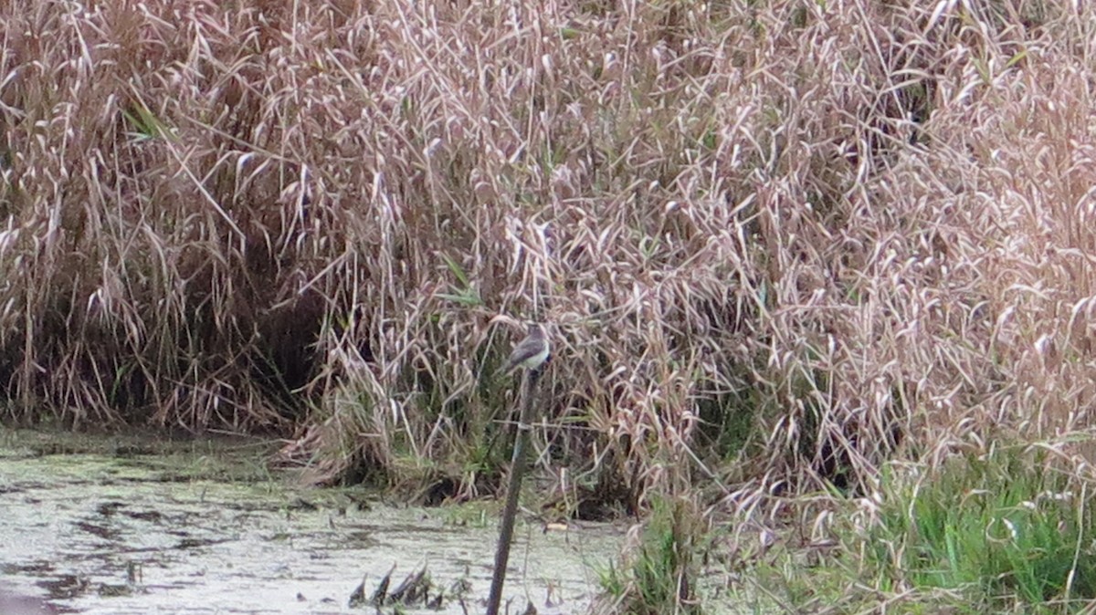 Eastern Phoebe - ML643621932