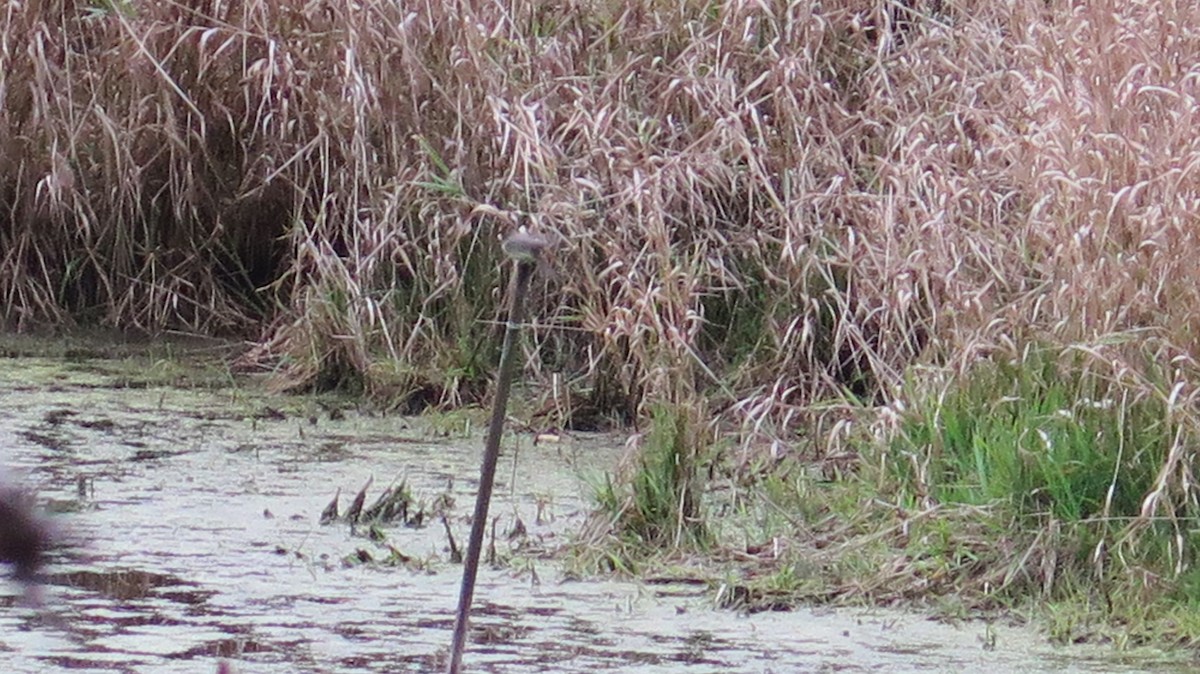 Eastern Phoebe - ML643621933