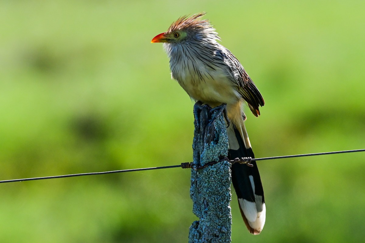 Guira Cuckoo - ML643621948