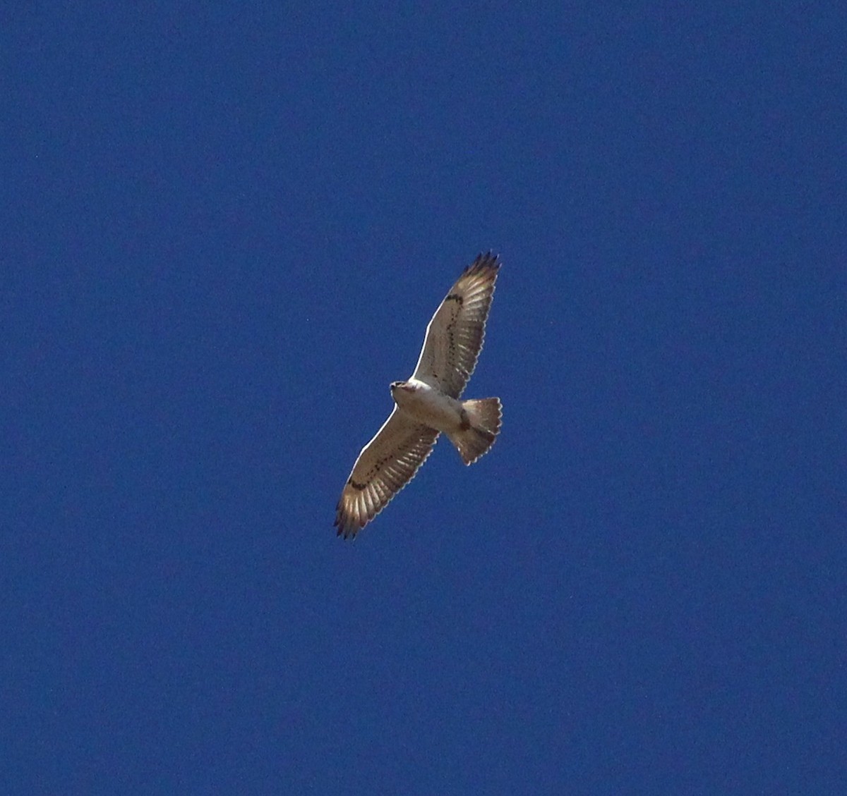 Ferruginous Hawk - ML643621949
