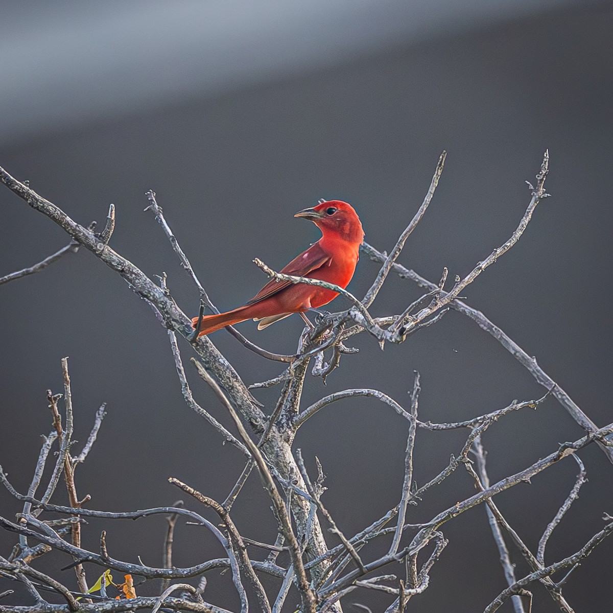 Summer Tanager - ML643621950