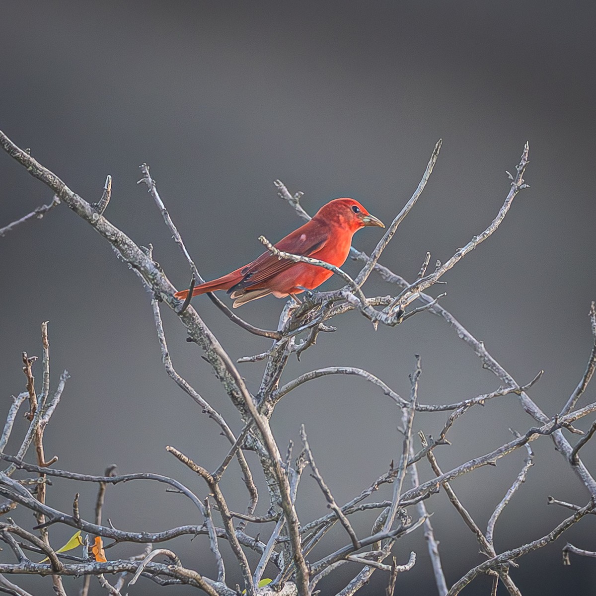 Summer Tanager - ML643621951