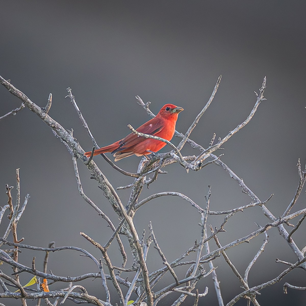 Summer Tanager - ML643621952