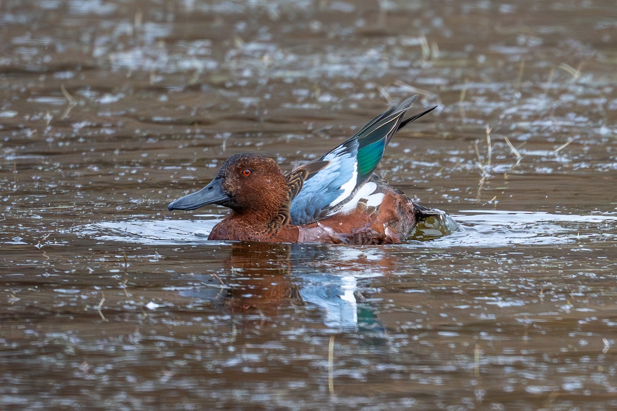 Cinnamon Teal - ML643621972