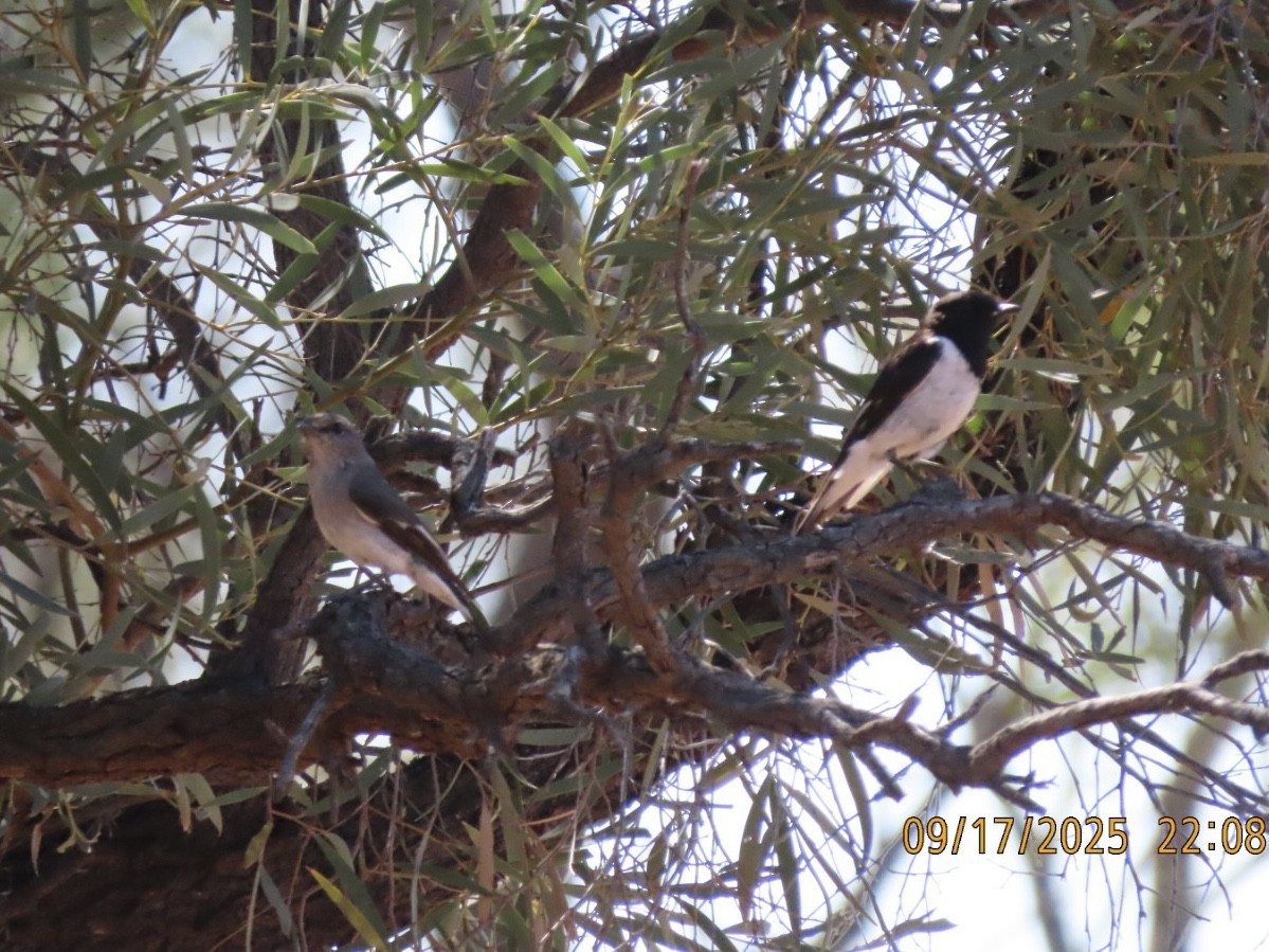 Hooded Robin - ML643621976