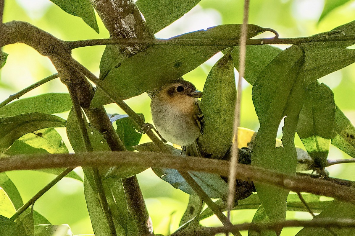 Ochre-faced Tody-Flycatcher - ML643621995