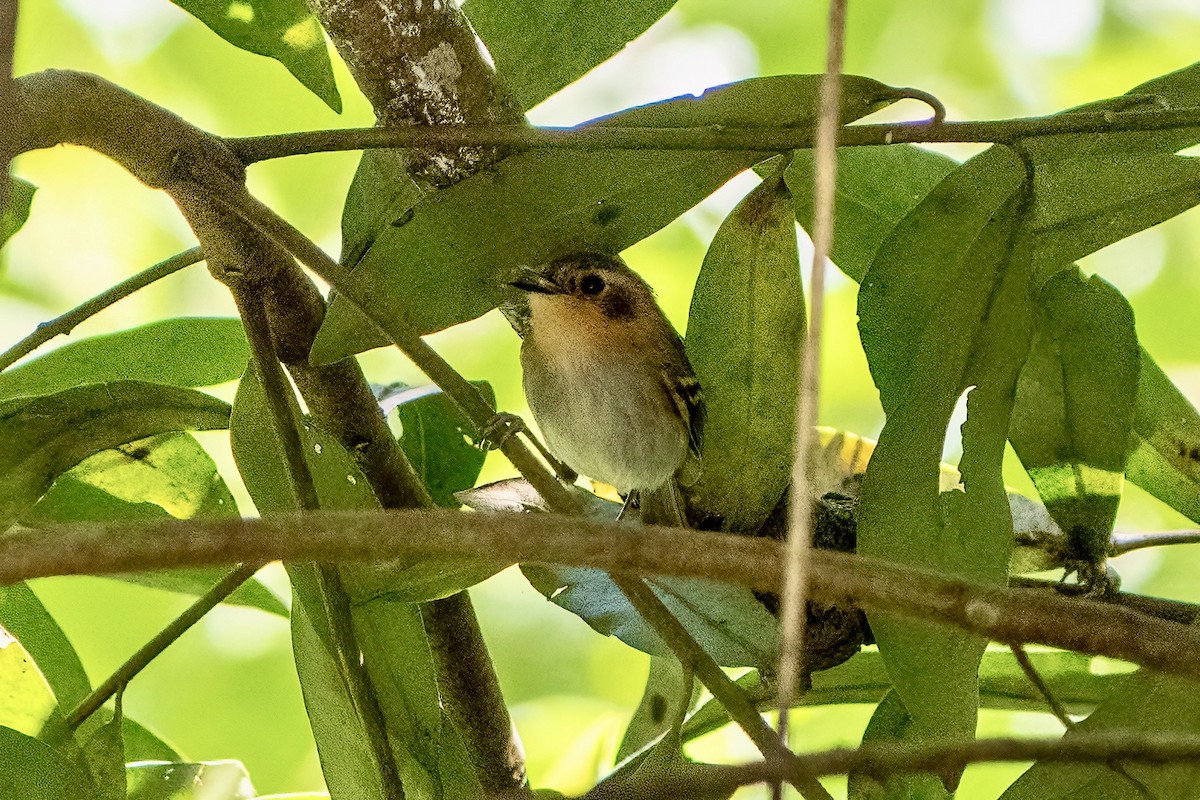 Ochre-faced Tody-Flycatcher - ML643621996