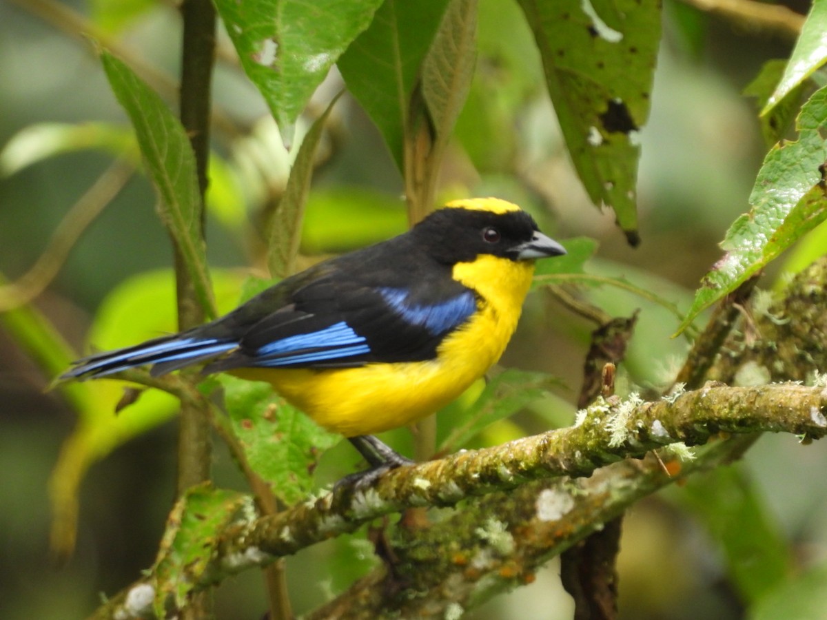 Blue-winged Mountain Tanager - ML643622010