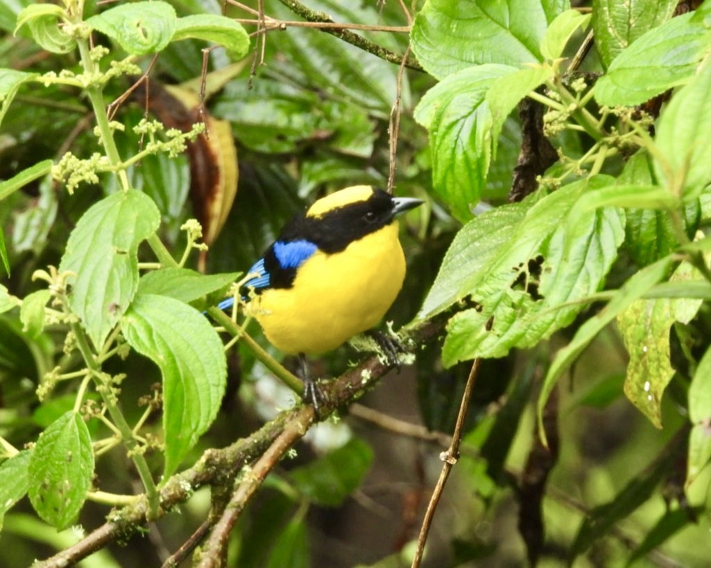 Blue-winged Mountain Tanager - ML643622011