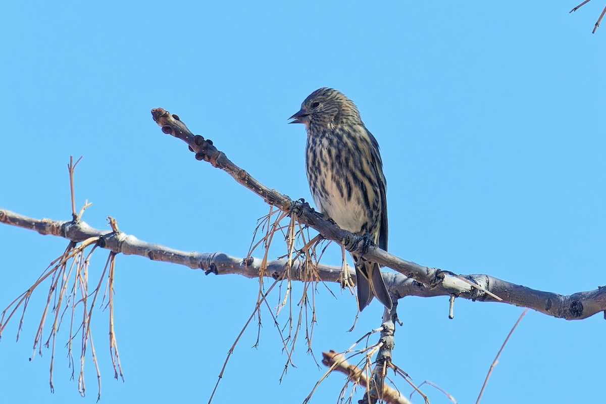 Pine Siskin - ML643622043