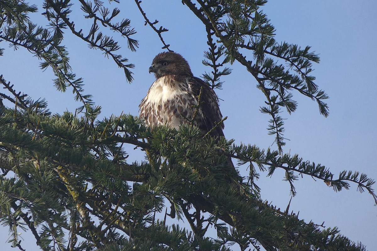 Red-tailed Hawk - ML643622125