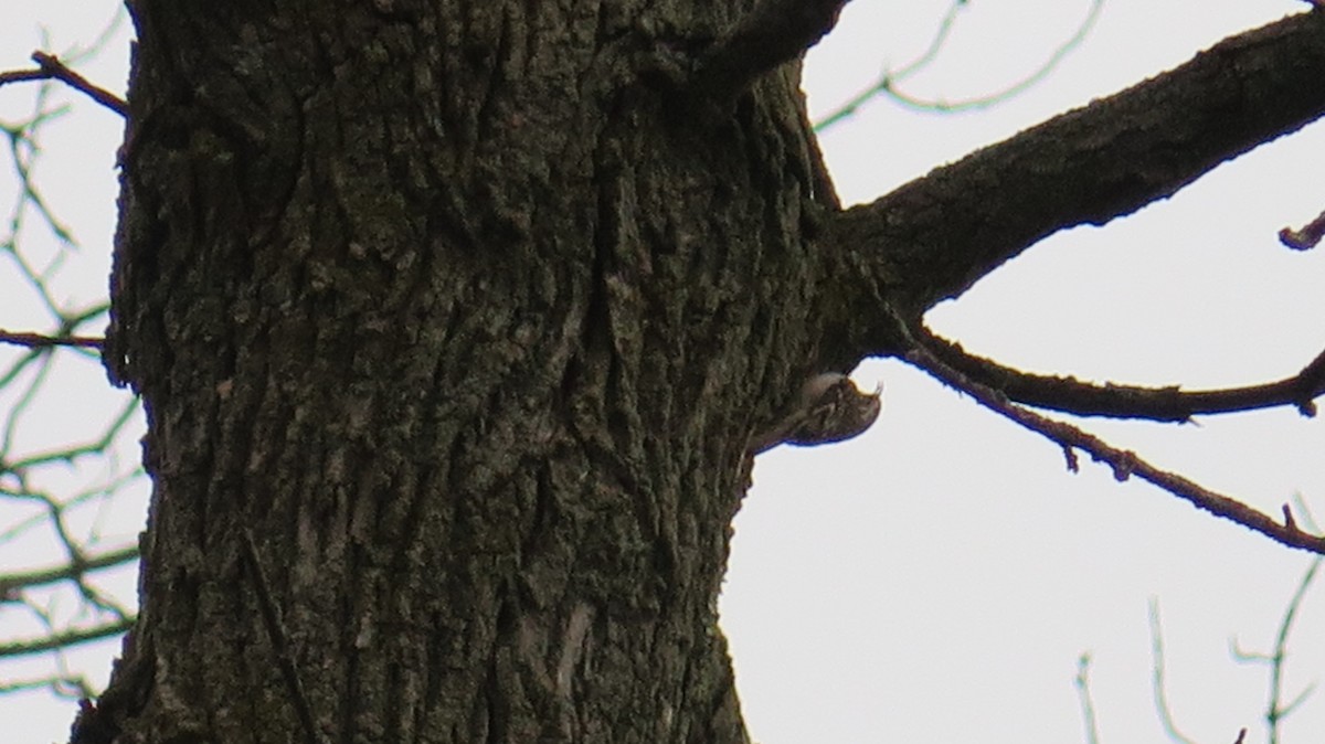 Brown Creeper - ML643622130