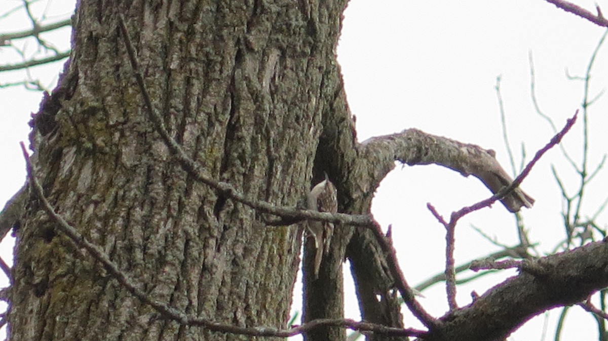 Brown Creeper - ML643622131