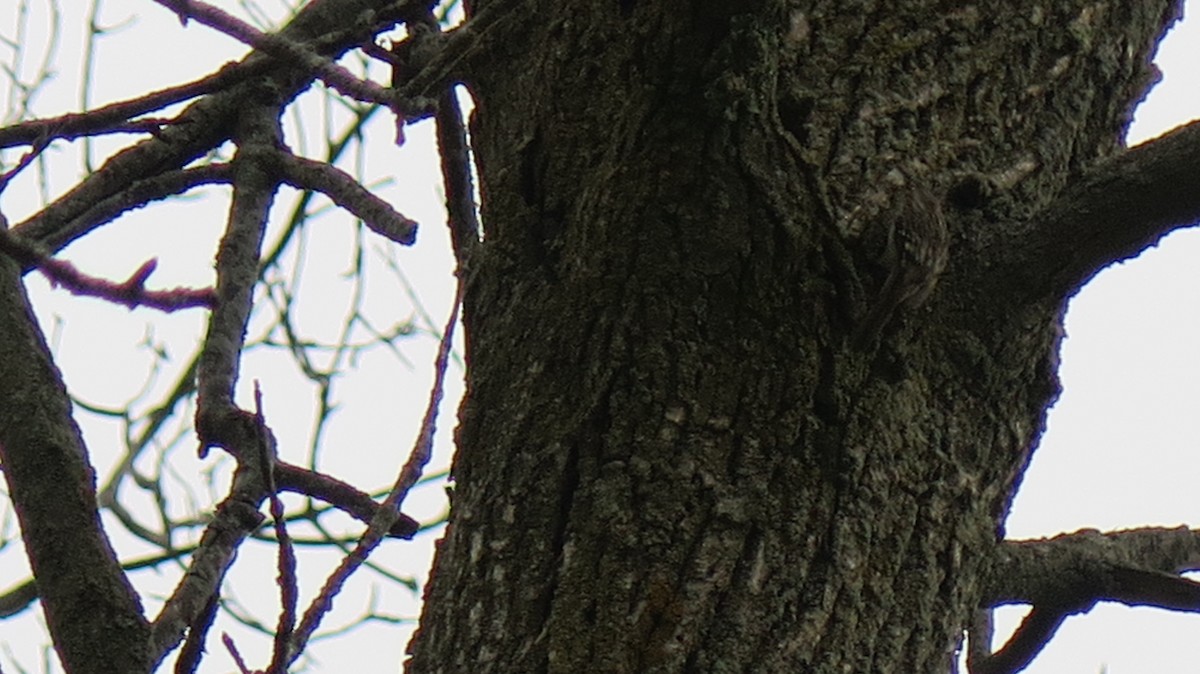 Brown Creeper - ML643622132