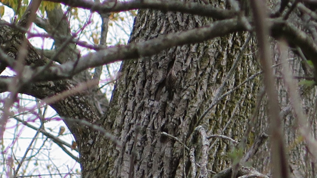 Brown Creeper - ML643622133