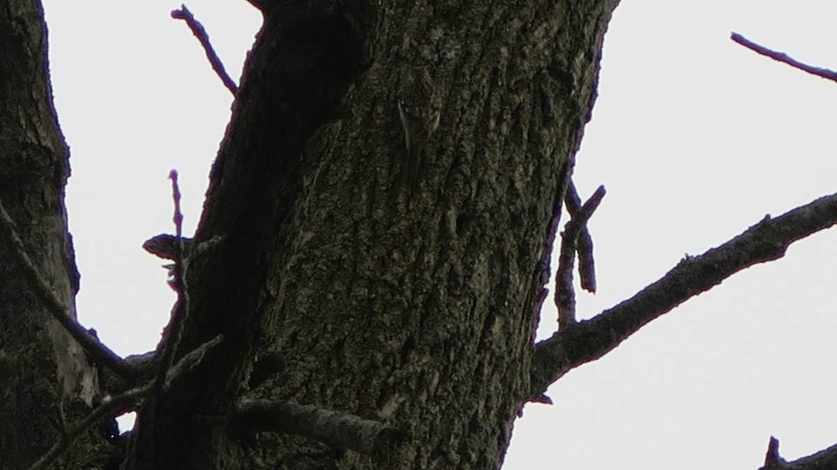 Brown Creeper - ML643622134