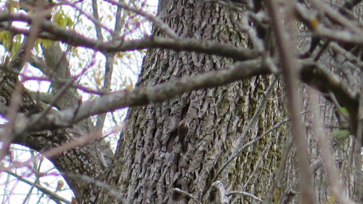 Brown Creeper - ML643622135