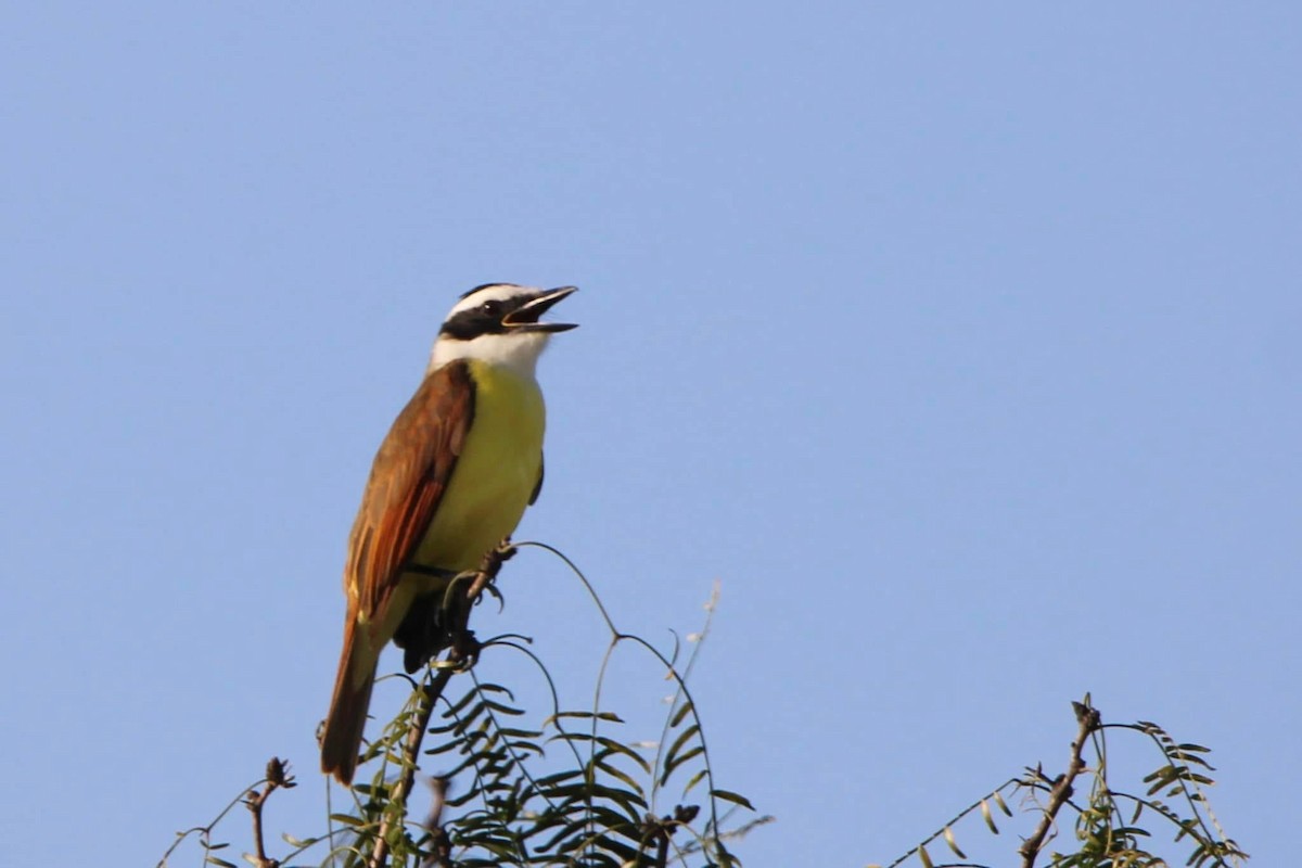 Great Kiskadee - ML643622149