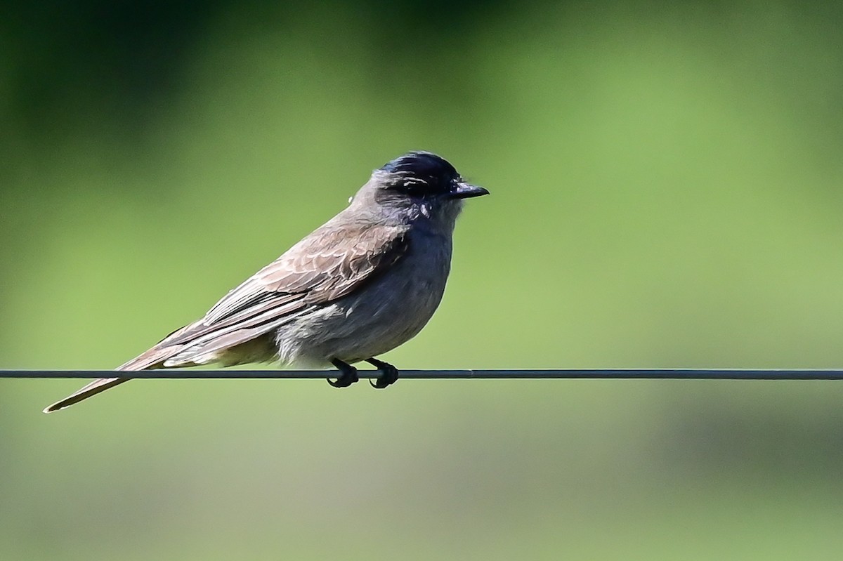 Crowned Slaty Flycatcher - ML643622160