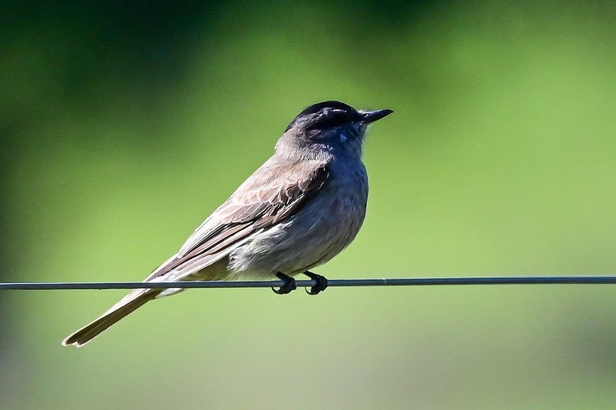 Crowned Slaty Flycatcher - ML643622161