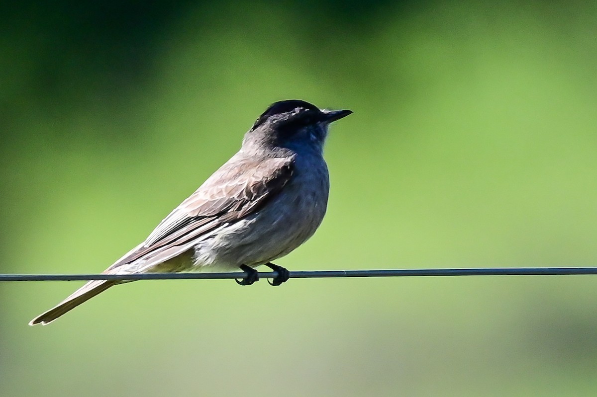 Crowned Slaty Flycatcher - ML643622162