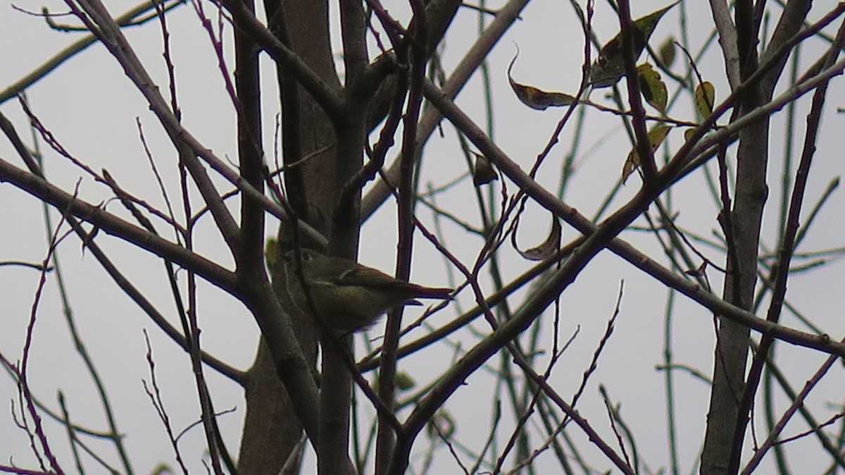 Ruby-crowned Kinglet - ML643622204