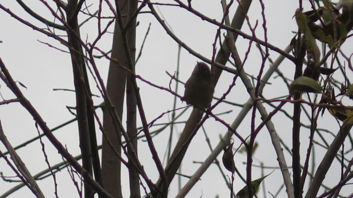 Ruby-crowned Kinglet - ML643622216