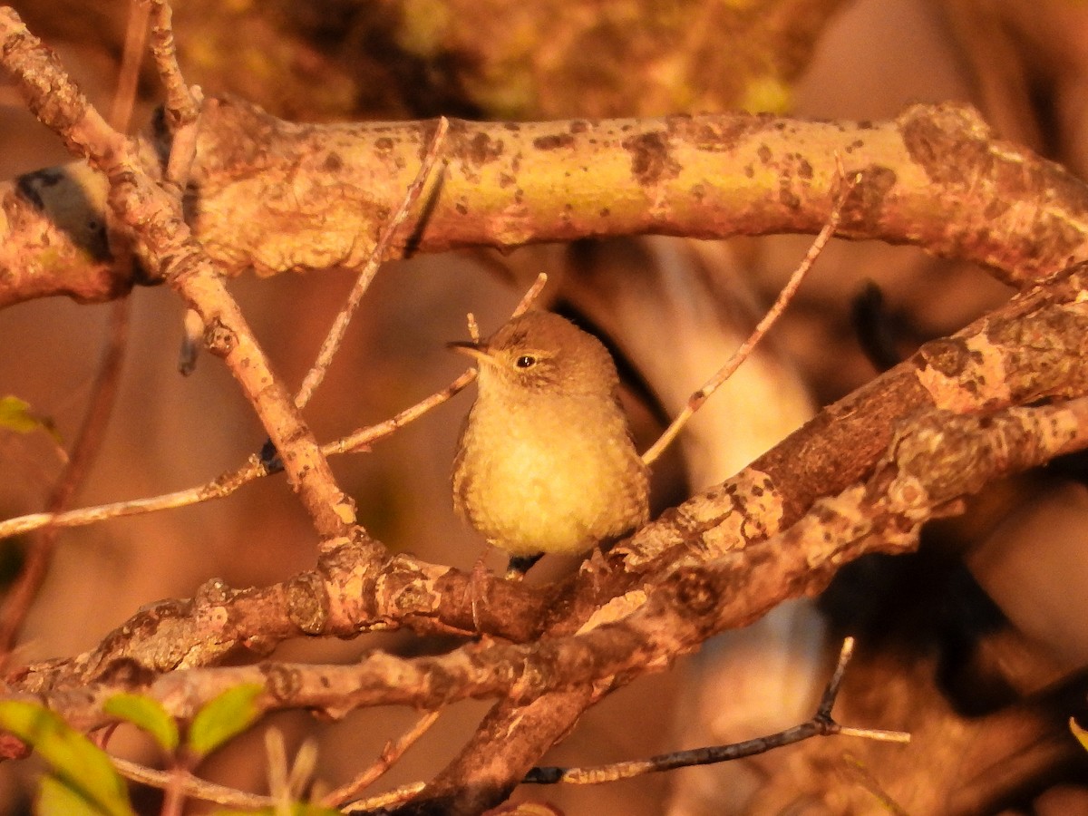 Northern House Wren - ML643622256