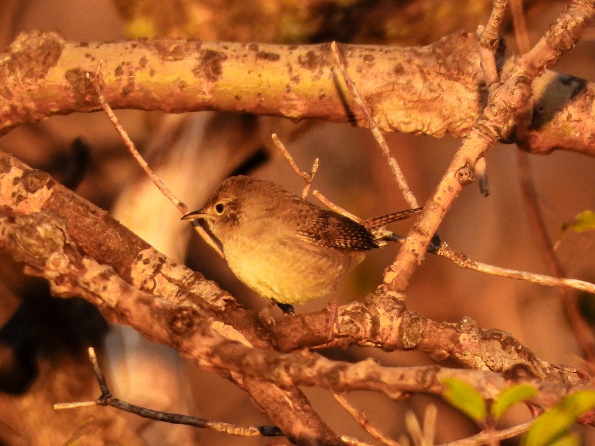 Northern House Wren - ML643622258