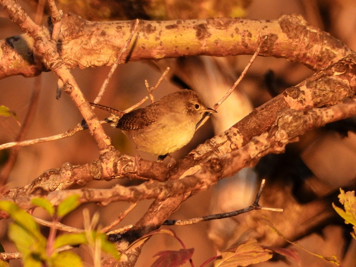 Northern House Wren - ML643622260