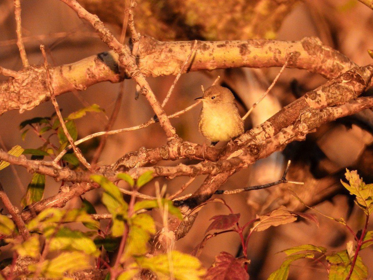Northern House Wren - ML643622262
