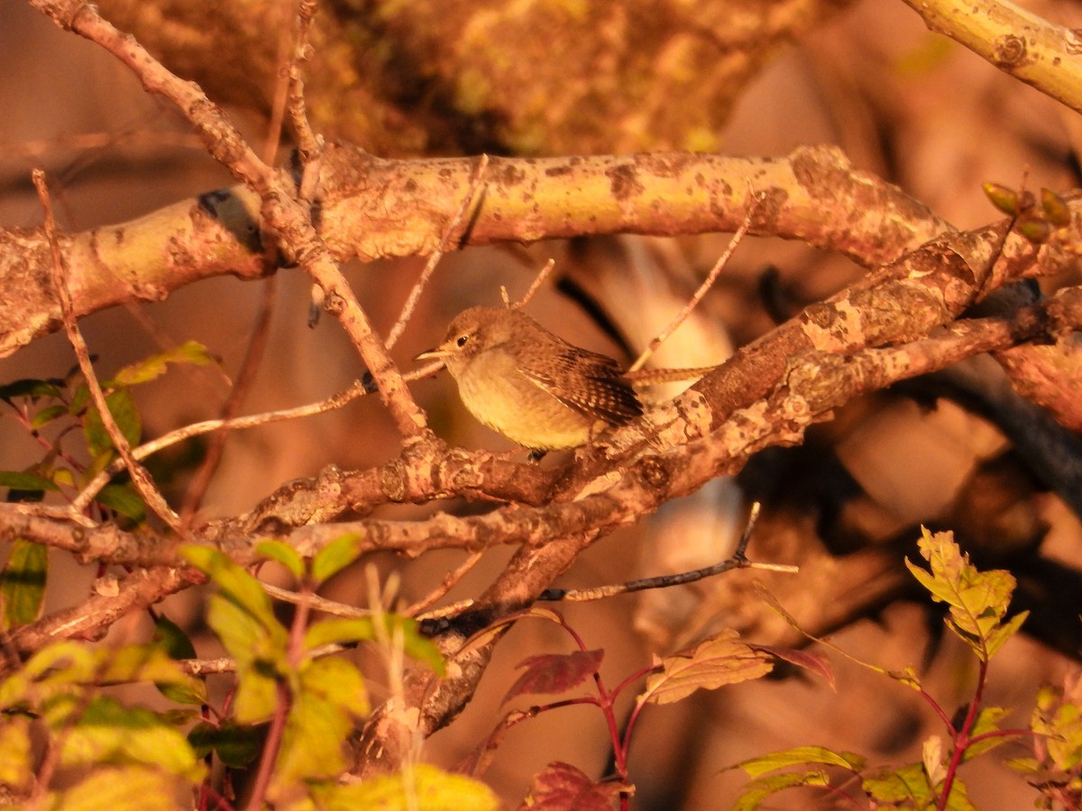 Northern House Wren - ML643622263