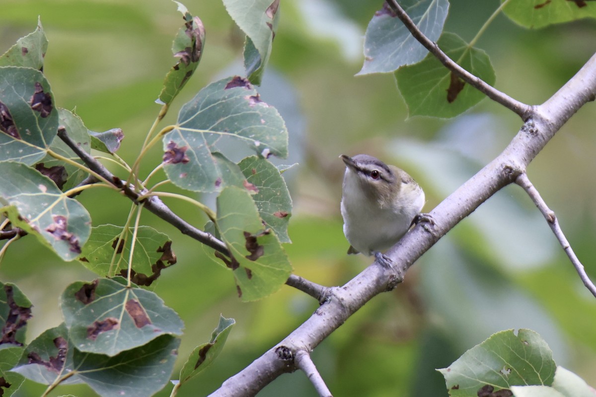 Red-eyed Vireo - ML643622272