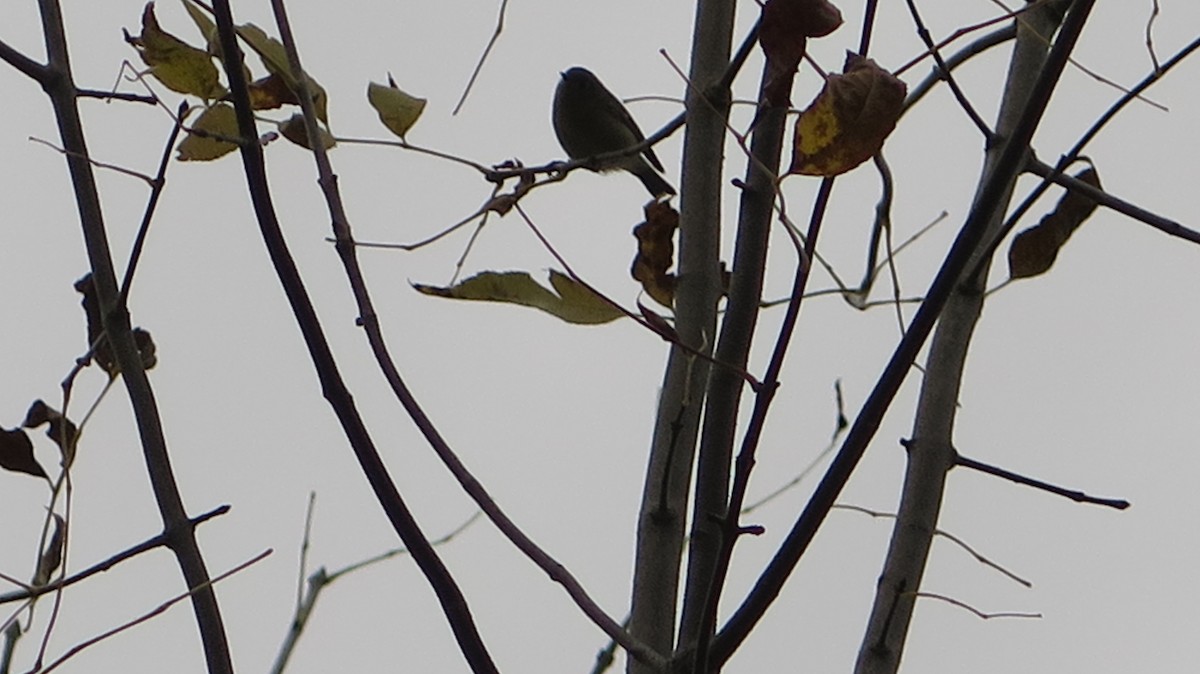 Ruby-crowned Kinglet - ML643622273