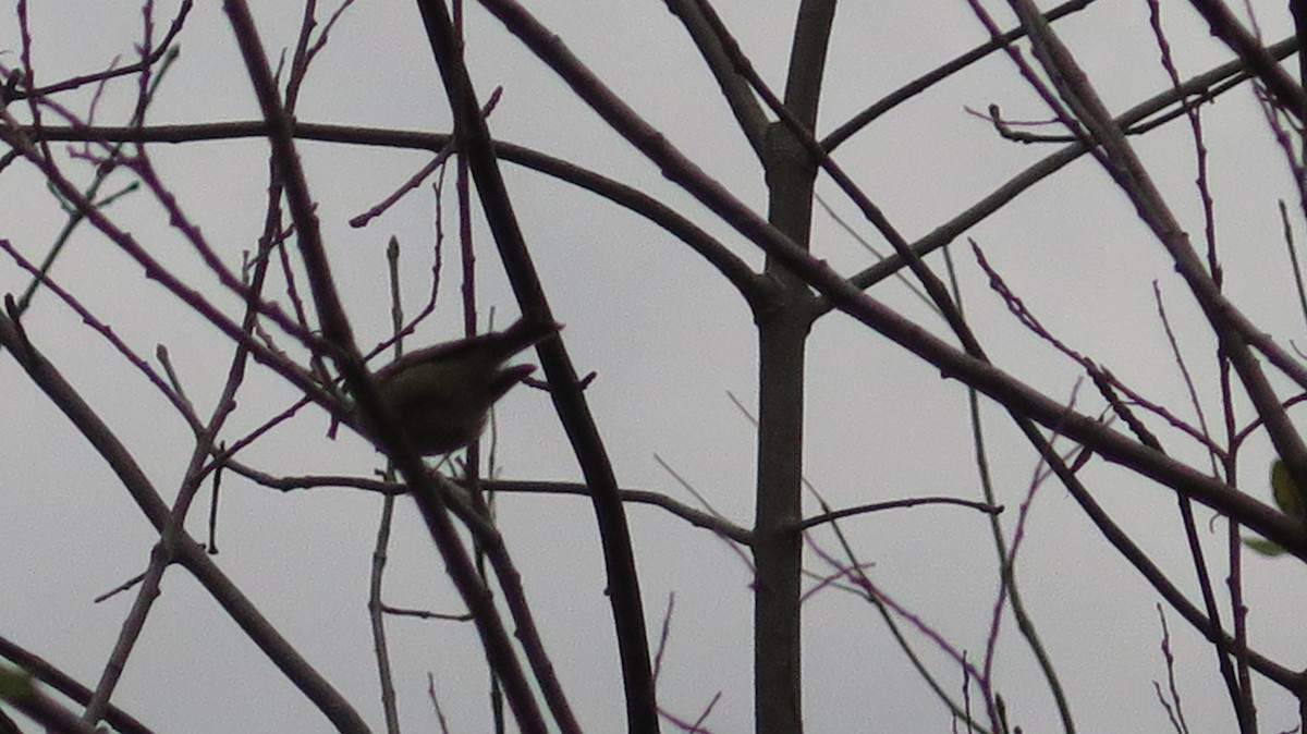 Ruby-crowned Kinglet - ML643622274