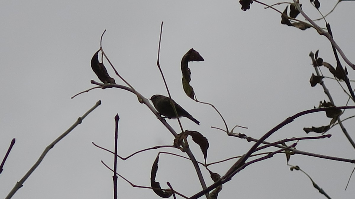 Golden-crowned Kinglet - ML643622276