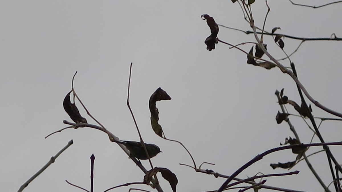 Golden-crowned Kinglet - ML643622277