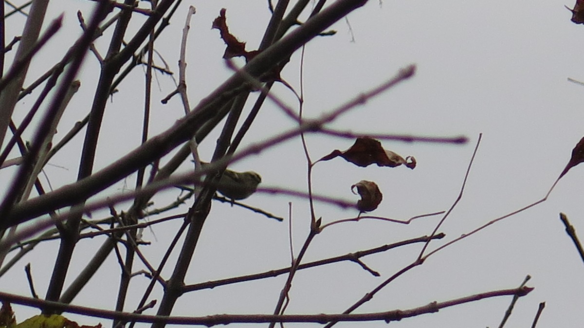 Golden-crowned Kinglet - ML643622278