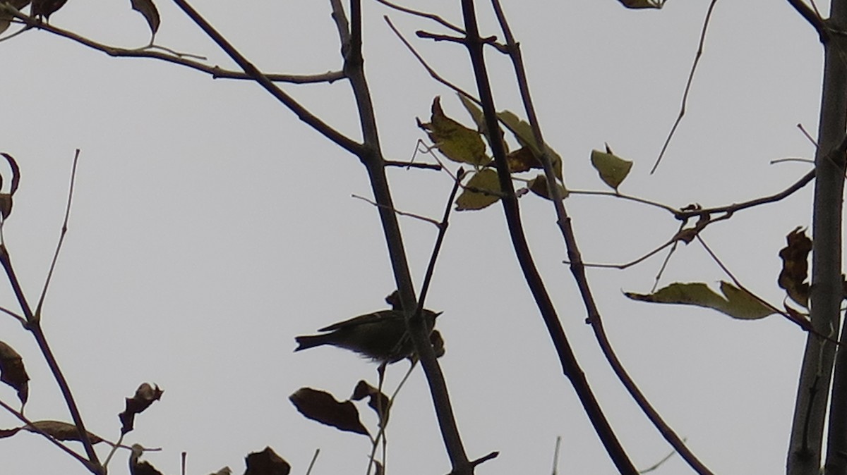 Golden-crowned Kinglet - ML643622280