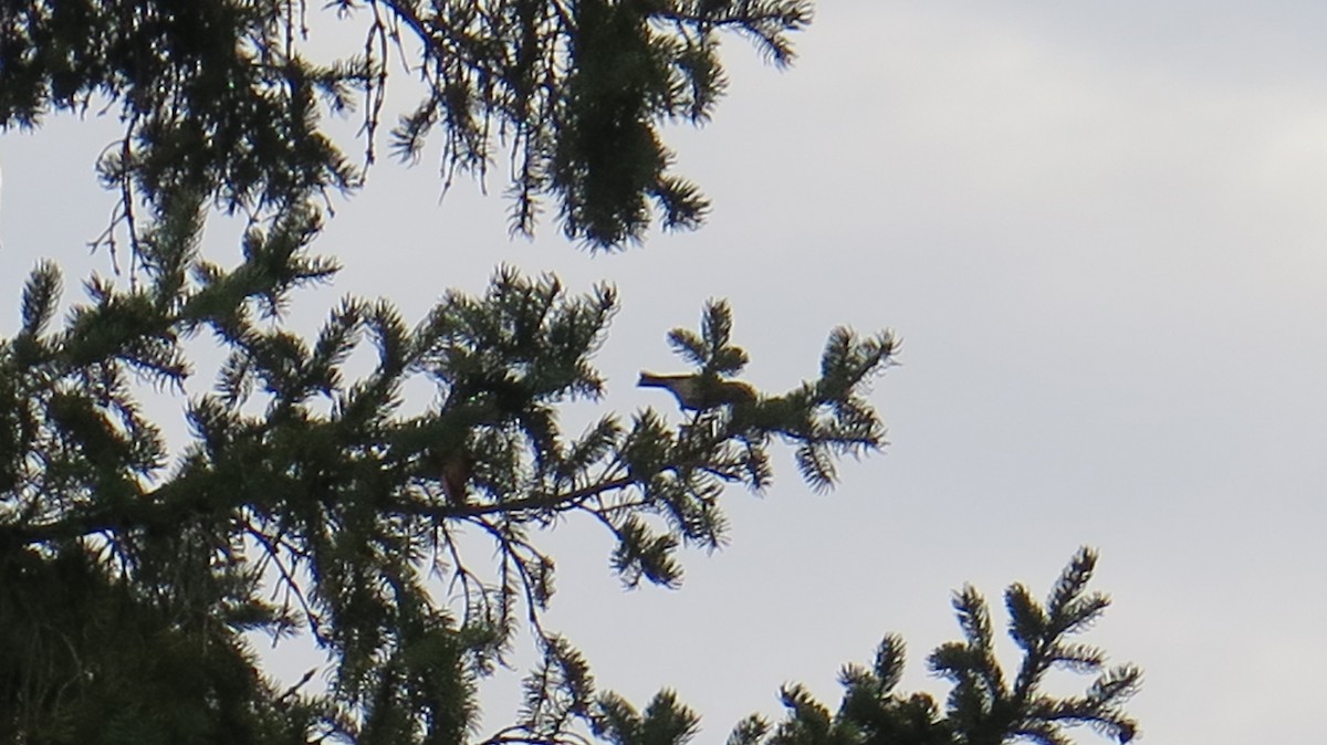 Golden-crowned Kinglet - ML643622281