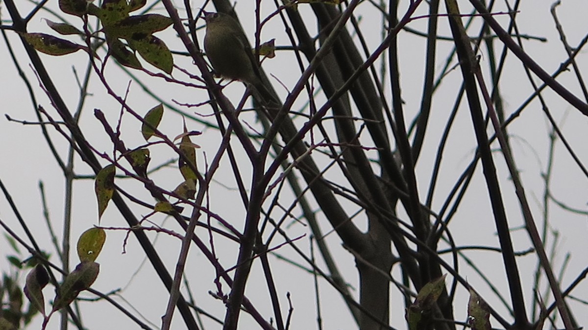 Golden-crowned Kinglet - ML643622282