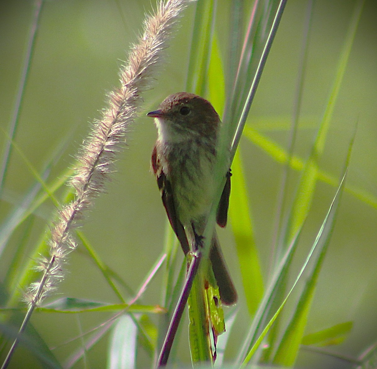Bran-colored Flycatcher - ML643622284