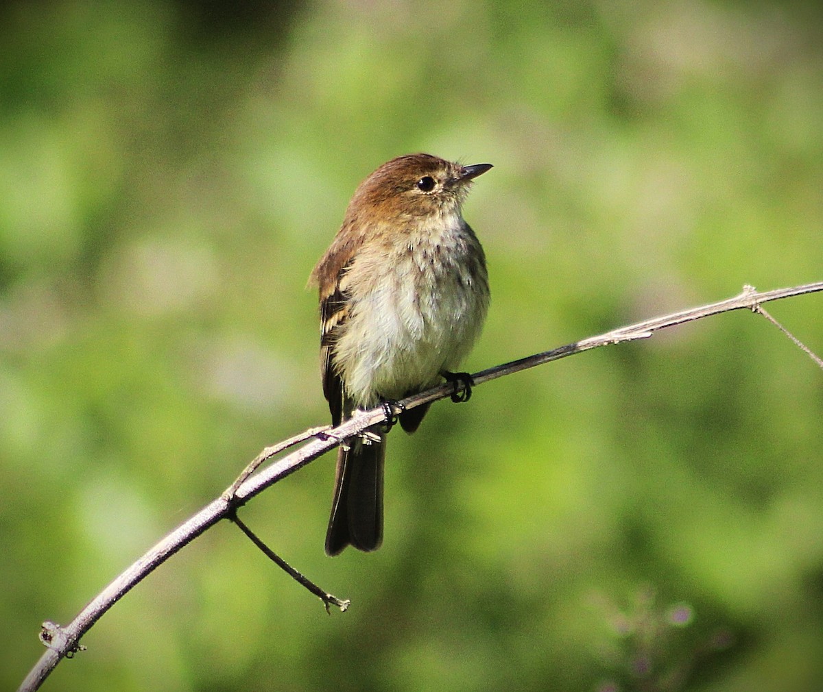 Bran-colored Flycatcher - ML643622286