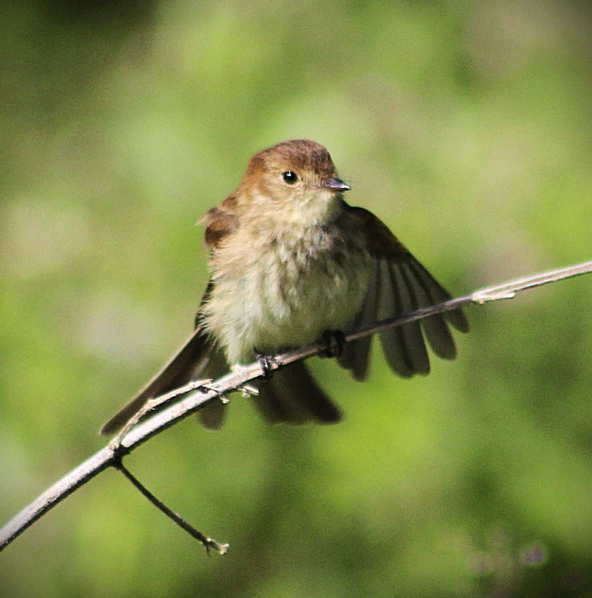 Bran-colored Flycatcher - ML643622287