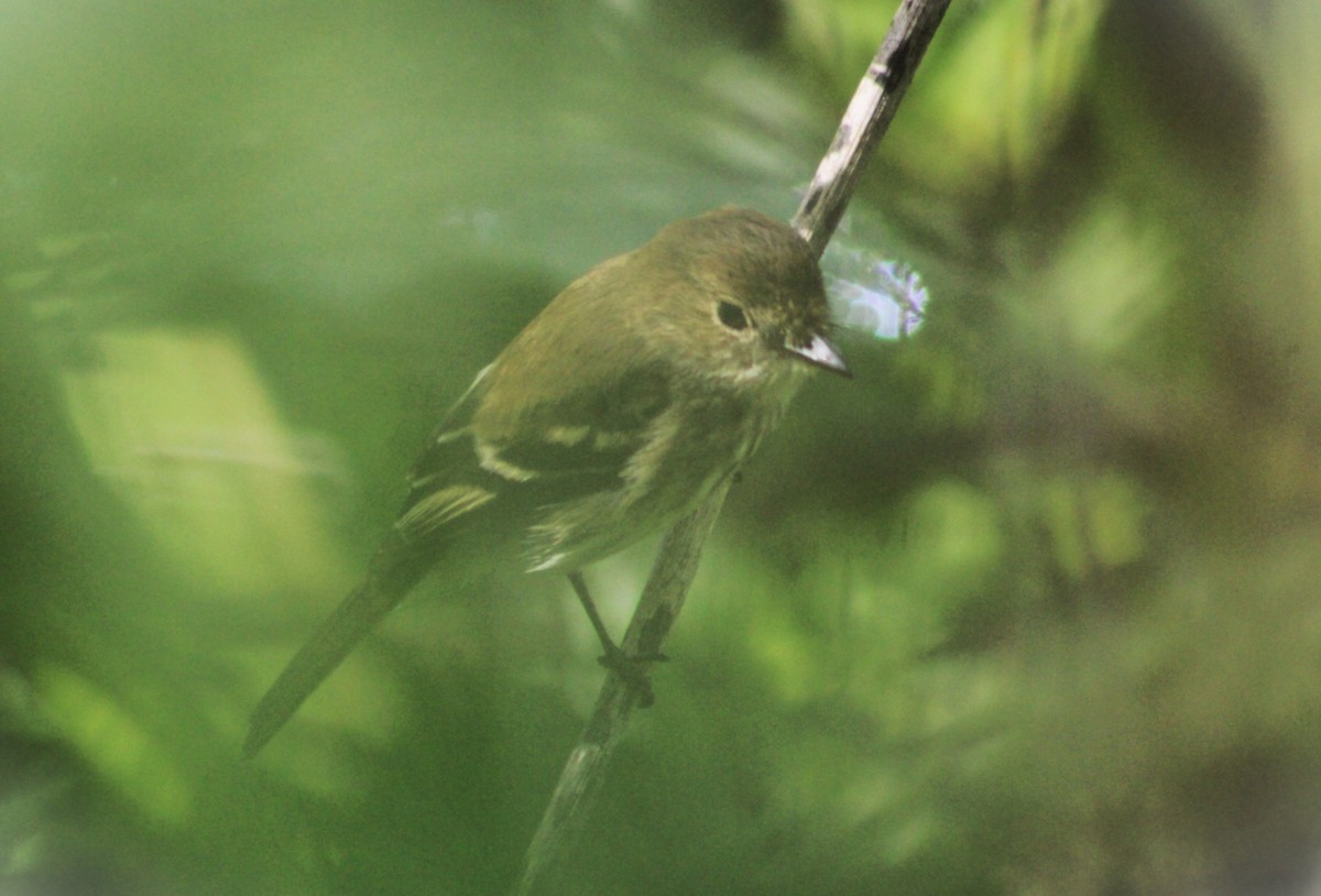 Bran-colored Flycatcher - ML643622288