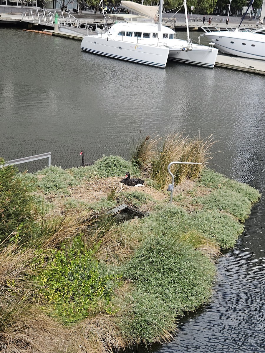 Black Swan - ML643622290