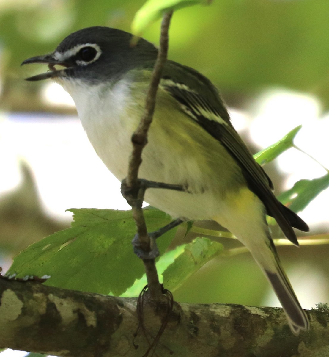 Blue-headed Vireo - ML643622300