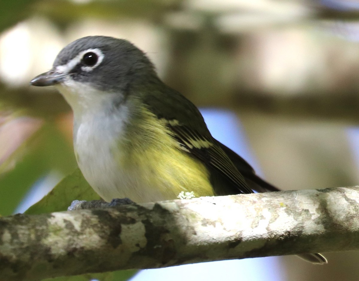 Blue-headed Vireo - ML643622301