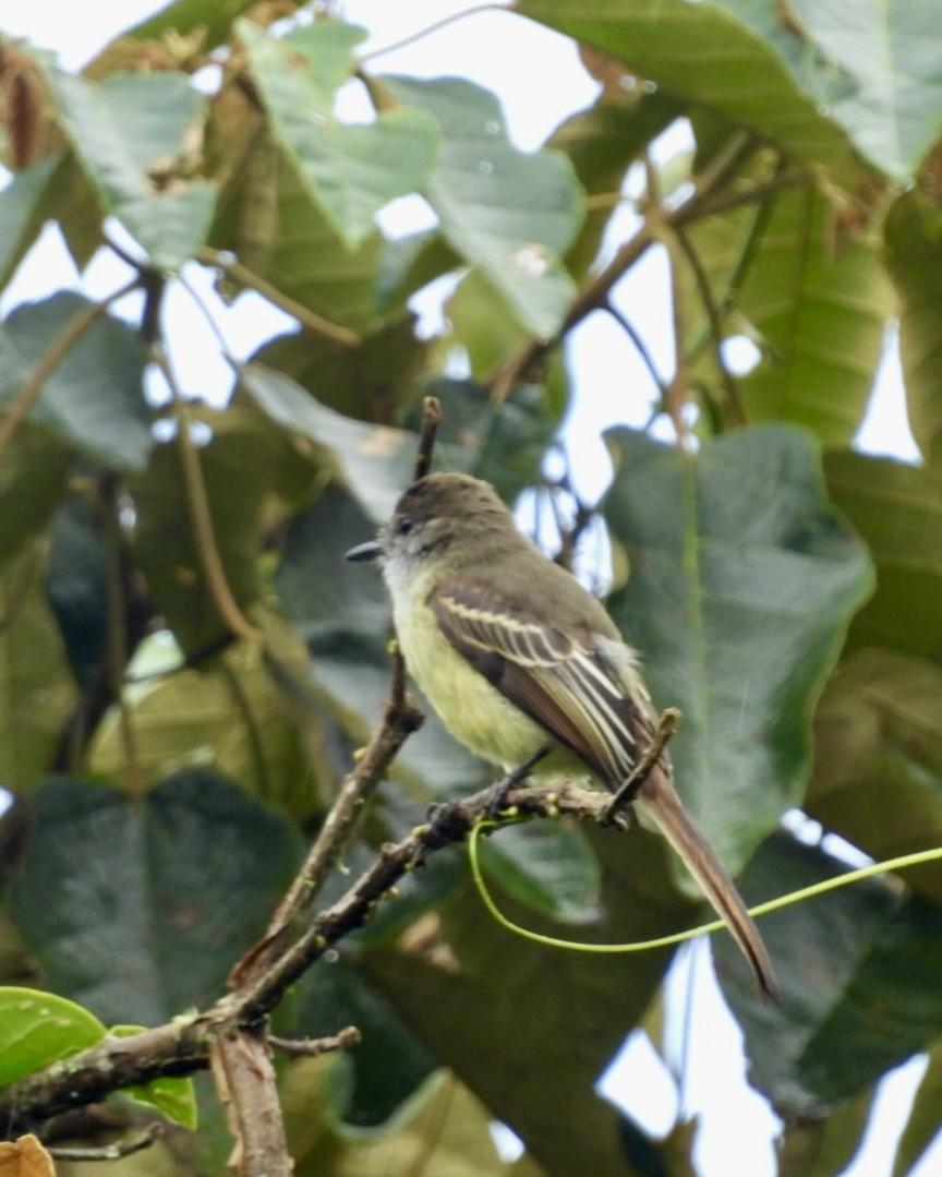 Pale-edged Flycatcher - ML643622321
